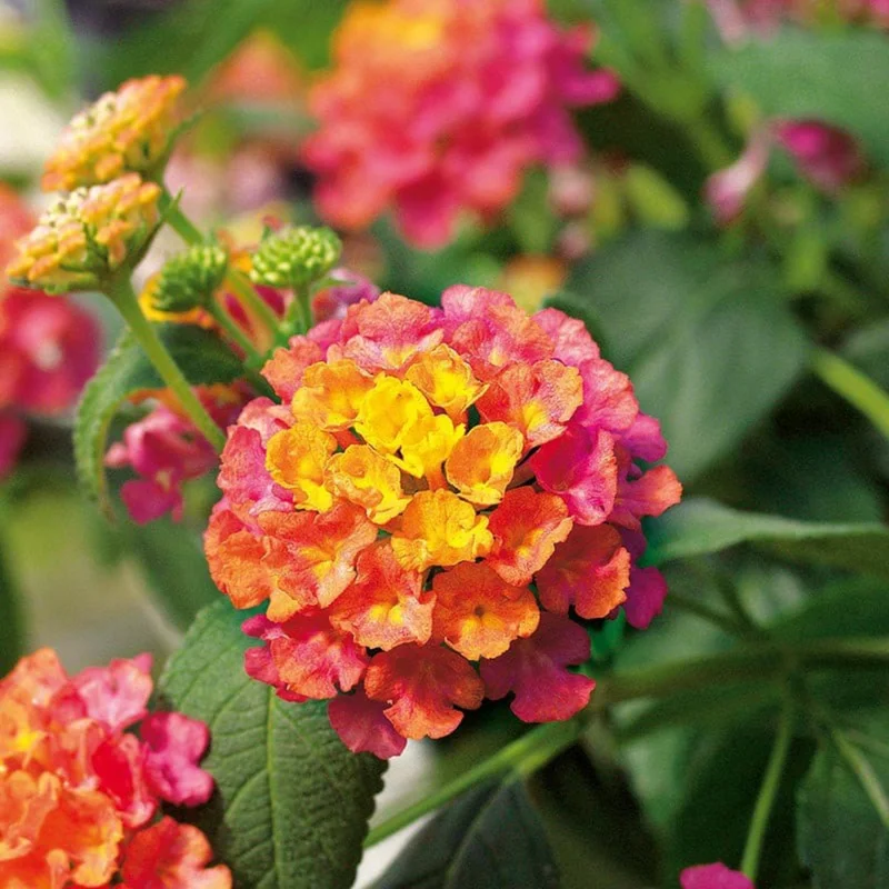 Lot 4 Deep Pink Lantana Live Plants For Planting Outdoors, Lantana Plants Live, 4 Inch Pot,Perennial Colorful Flowers Starter Lantana Plant