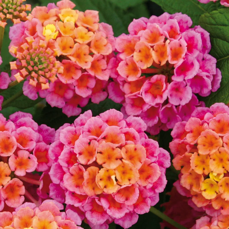 Lot 4 Deep Pink Lantana Live Plants For Planting Outdoors, Lantana Plants Live, 4 Inch Pot,Perennial Colorful Flowers Starter Lantana Plant