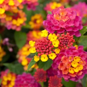 Lot 4 Deep Pink Lantana Live Plants For Planting Outdoors, Lantana Plants Live, 4 Inch Pot,Perennial Colorful Flowers Starter Lantana Plant