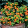 Lot 4 Bright Orange Lantana Live Plants For Planting Outdoors, Lantana Plants Live, 4 Inch Pot,Perennial Colorful Flowers Starter Lantana Plant