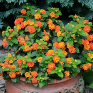 Lot 4 Bright Orange Lantana Live Plants For Planting Outdoors, Lantana Plants Live, 4 Inch Pot,Perennial Colorful Flowers Starter Lantana Plant