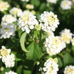 Lot 4 White Trailing Lantana Live Plants For Planting Outdoors, Lantana Plants Live, Well Rooted 4 Inch Pot,Perennial Flower Planting