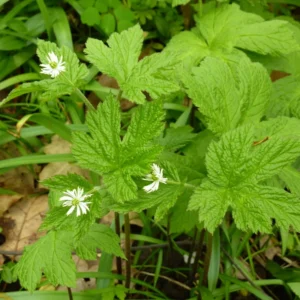 6 Goldenseal Live Roots for Fall Planting, Goldenseal Herb Bare Roots