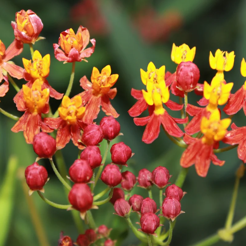 Milkweed Flower Plant, Milkweed Plant Live, Red Yellow Milkweed Plant 8 Inches Height Live In Pot To Plant