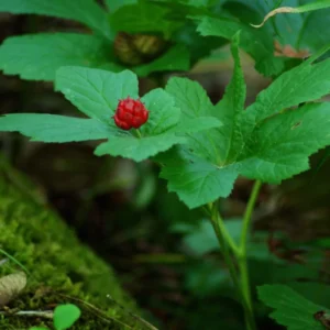 6 Goldenseal Live Roots for Fall Planting, Goldenseal Herb Bare Roots