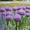 5 Dark Purple Allium Bulbs, Allium Giant Flower, Live Outdoor Flowers Bulbs, Purple Flower Bulbs Outdoor