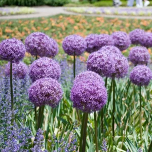 5 Dark Purple Allium Bulbs, Allium Giant Flower, Live Outdoor Flowers Bulbs, Purple Flower Bulbs Outdoor