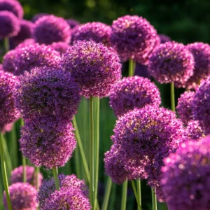 5 Purple Allium Bulbs, Large Allium Bulbs, Flower Bulbs Perennial Outdoor