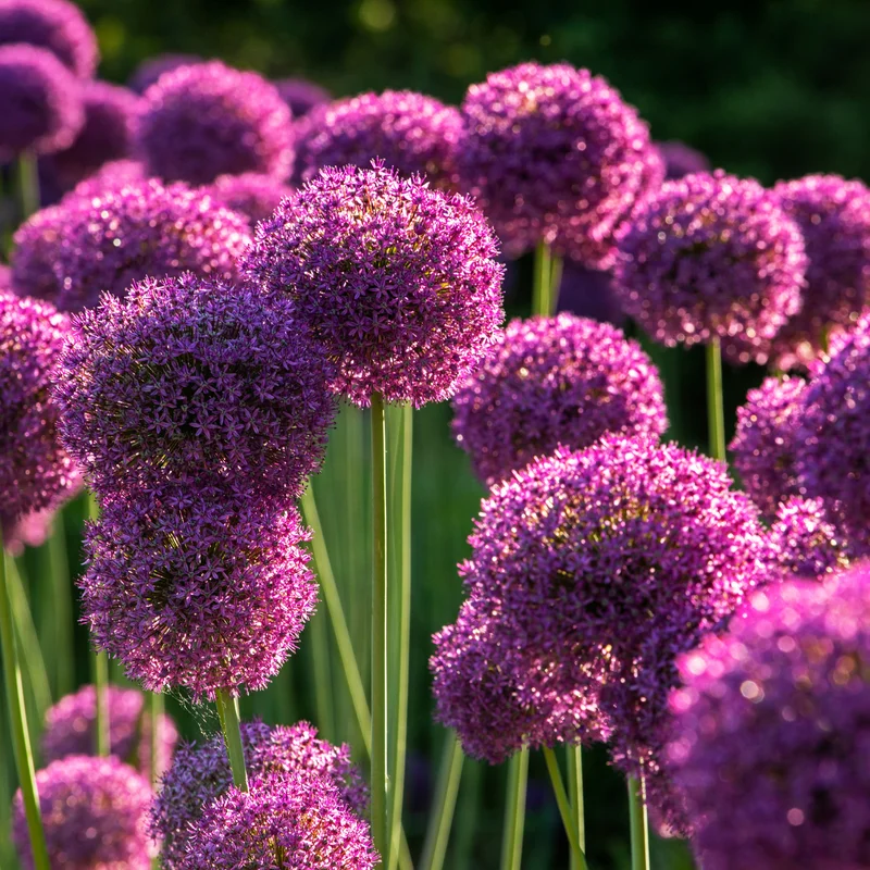 5 Purple Allium Bulbs, Large Allium Bulbs, Flower Bulbs Perennial Outdoor