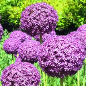 5 Purple Allium Bulbs, Large Allium Bulbs, Flower Bulbs Perennial Outdoor