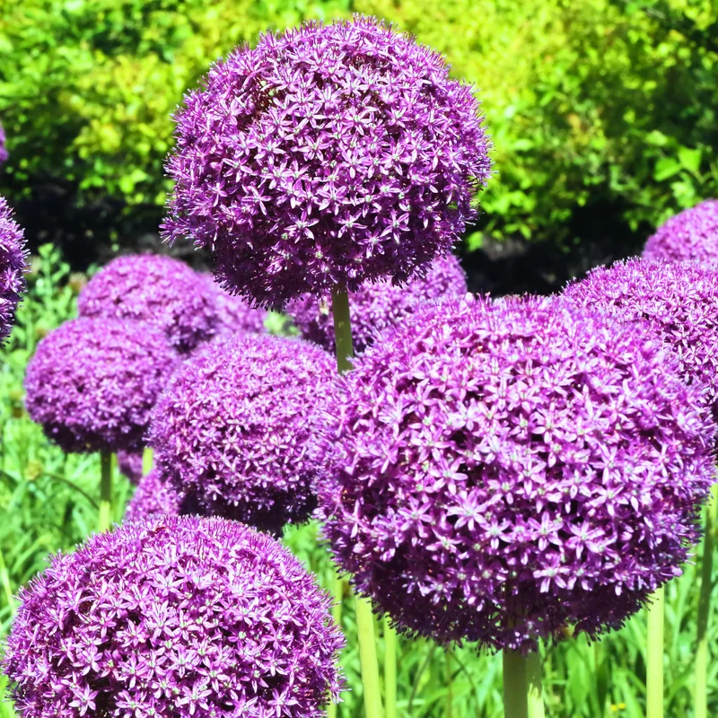 5 Purple Allium Bulbs, Large Allium Bulbs, Flower Bulbs Perennial Outdoor