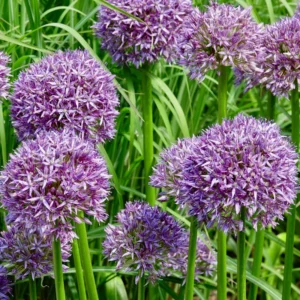 5 Purple Allium Bulbs, Large Allium Bulbs, Flower Bulbs Perennial Outdoor