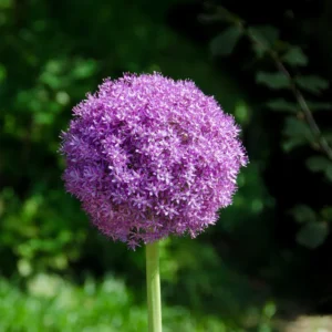 5 Allium Bulbs, Dark Purple Allium Bulbs, Outdoor Flower Bulbs, Bulbs For Fall Planting