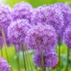 5 Allium Bulbs, Dark Purple Allium Bulbs, Outdoor Flower Bulbs, Bulbs For Fall Planting