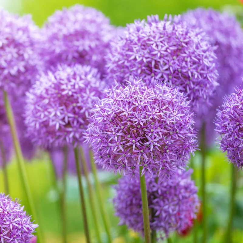 5 Allium Bulbs, Dark Purple Allium Bulbs, Outdoor Flower Bulbs, Bulbs For Fall Planting