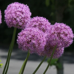 5 Allium Bulbs, Allium Bulbs For Planting, Purple Giant Allium Bulbs, Perennial Flower Bulbs