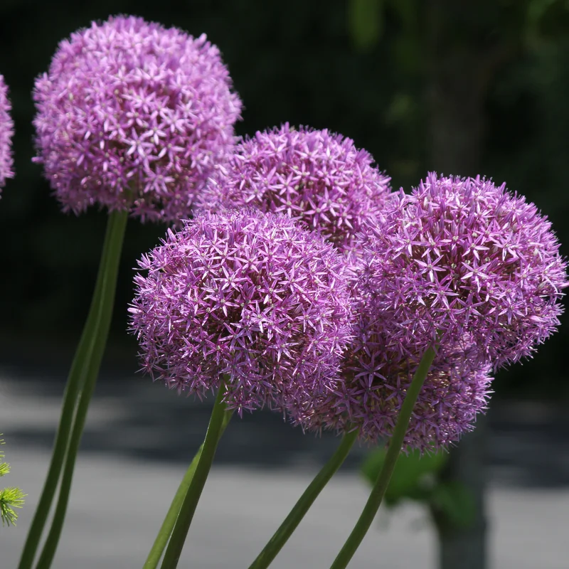 5 Allium Bulbs, Allium Bulbs For Planting, Purple Giant Allium Bulbs, Perennial Flower Bulbs