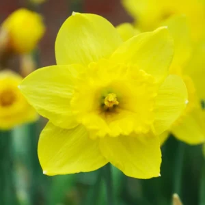 25 Daffodil Flowers Bulbs, Narcissus Daffodil Bulbs, Fall Bulbs, Flower Bulbs For Fall Planting Perennial