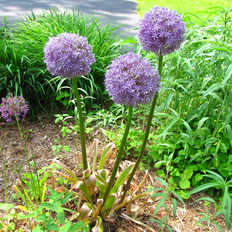 5 Allium Bulbs, Dark Purple Allium Bulbs, Outdoor Flower Bulbs, Bulbs For Fall Planting