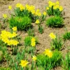 25 Daffodils Flowers Bulbs, Daffodil Bulbs For Fall Planting, Fall Bulbs For Planting Perennial, Outdoor