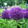 5 Allium Bulbs, Allium Bulbs For Planting, Purple Giant Allium Bulbs, Perennial Flower Bulbs