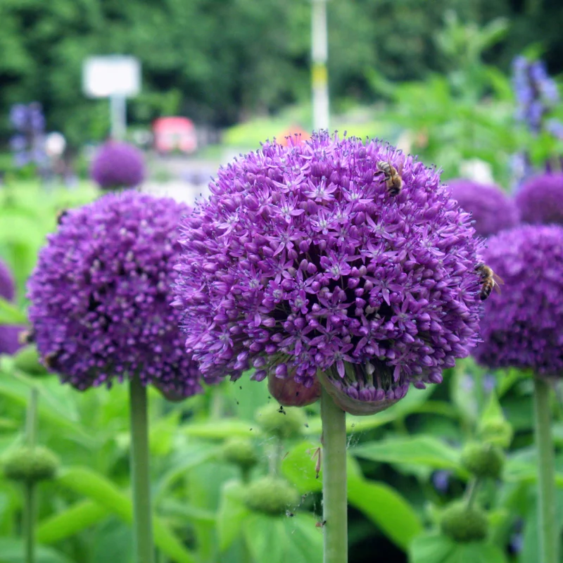 5 Allium Bulbs, Allium Bulbs For Planting, Purple Giant Allium Bulbs, Perennial Flower Bulbs