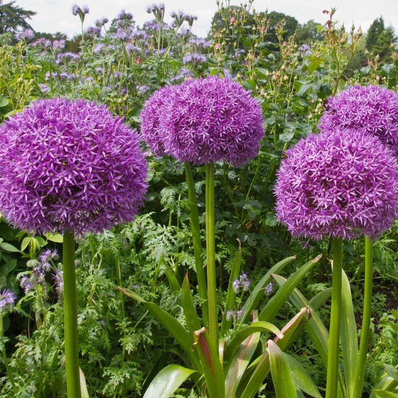 5 Allium Bulbs, Allium Bulbs For Planting, Purple Giant Allium Bulbs, Perennial Flower Bulbs