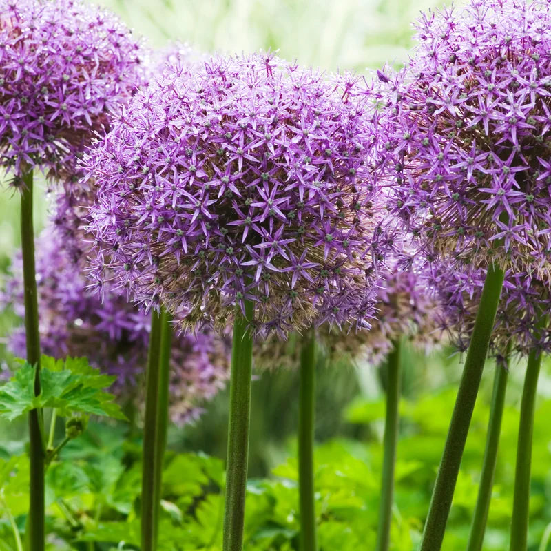 5 Allium Bulbs, Dark Purple Allium Bulbs, Outdoor Flower Bulbs, Bulbs For Fall Planting