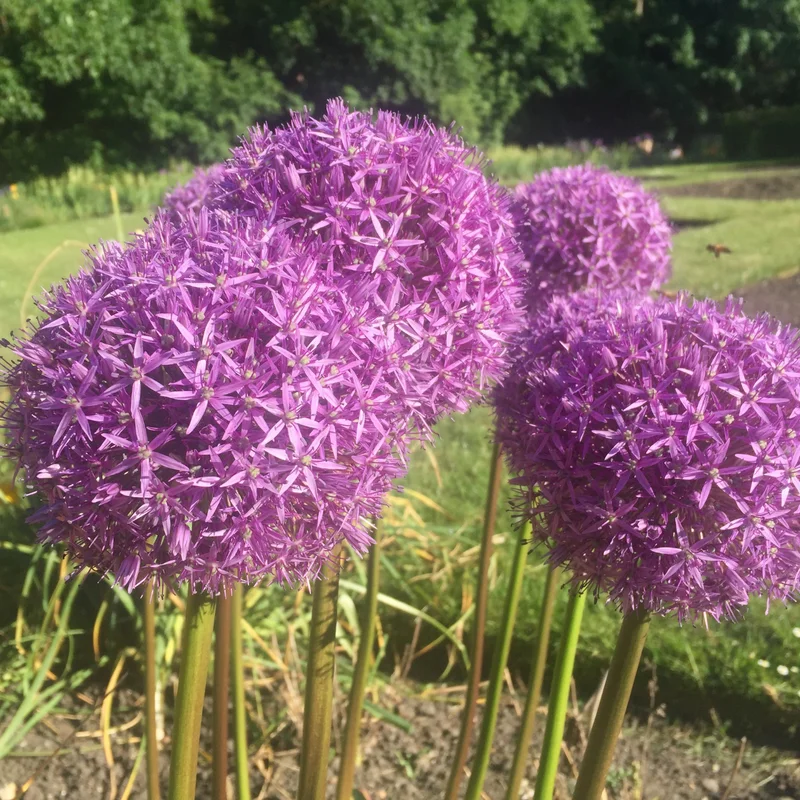 5 Allium Bulbs, Allium Bulbs For Planting, Purple Giant Allium Bulbs, Perennial Flower Bulbs