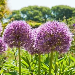 5 Allium Bulbs, Allium Bulbs For Planting, Purple Giant Allium Bulbs, Perennial Flower Bulbs