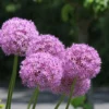 5 Giant Allium Bulbs, Allium Bulbs Purple, Allium Plants Live Bulbs, Plant Bulbs