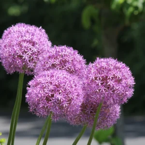 5 Giant Allium Bulbs, Allium Bulbs Purple, Allium Plants Live Bulbs, Plant Bulbs