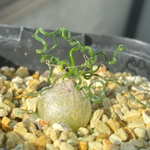 Rare Caudex Bulbs, Asparagaceae Ornithogalum Tortuosum Succulent Bulbs, Rare Succulent Bulbs, Spiralis Succulent Small Bulbs For Growing, House Plants