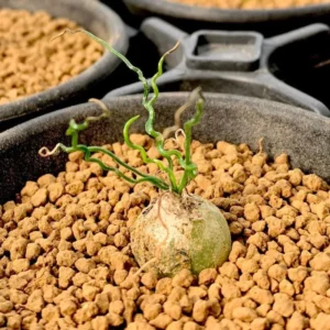 Rare Caudex Bulbs, Asparagaceae Ornithogalum Tortuosum Succulent Bulbs, Rare Succulent Bulbs, Spiralis Succulent Small Bulbs For Growing, House Plants