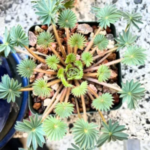 Oxalis Palmifrons Bulbs, Rare Oxalis Bulbs, Oxalis Succulent Bulbs For Houseplant, Large Oxalis Bulbs For Growing Well