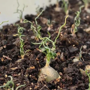 Rare Caudex Bulbs, Asparagaceae Ornithogalum Tortuosum Succulent Bulbs, Rare Succulent Bulbs, Spiralis Succulent Small Bulbs For Growing, House Plants