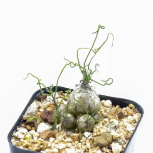 Rare Caudex Bulbs, Asparagaceae Ornithogalum Tortuosum Succulent Bulbs, Rare Succulent Bulbs, Spiralis Succulent Small Bulbs For Growing, House Plants