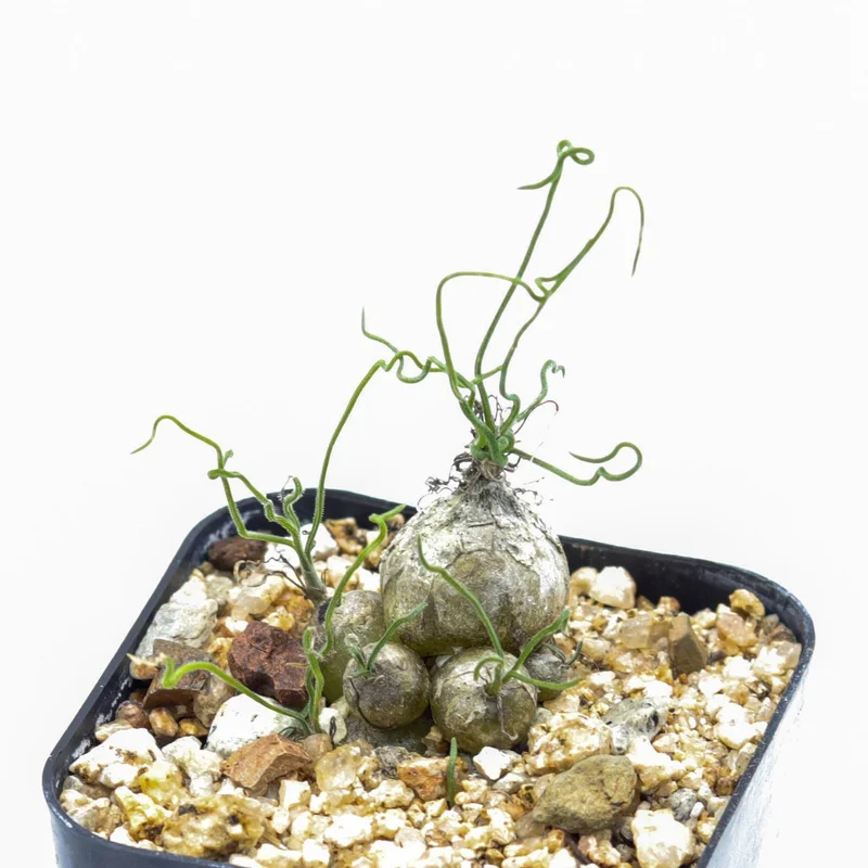 Rare Caudex Bulbs, Asparagaceae Ornithogalum Tortuosum Succulent Bulbs, Rare Succulent Bulbs, Spiralis Succulent Small Bulbs For Growing, House Plants