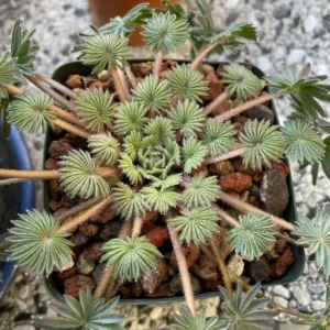 Oxalis Palmifrons Bulbs, Rare Oxalis Bulbs, Oxalis Succulent Bulbs For Houseplant, Large Oxalis Bulbs For Growing Well