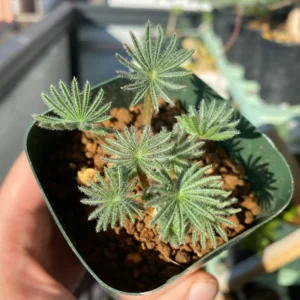 2 Oxalis Palmifrons Bulbs, Oxalis Bulbs, Succulent Bulbs, Cute Oxalis Plant Live Bulbs, Large Bulbs For Planting