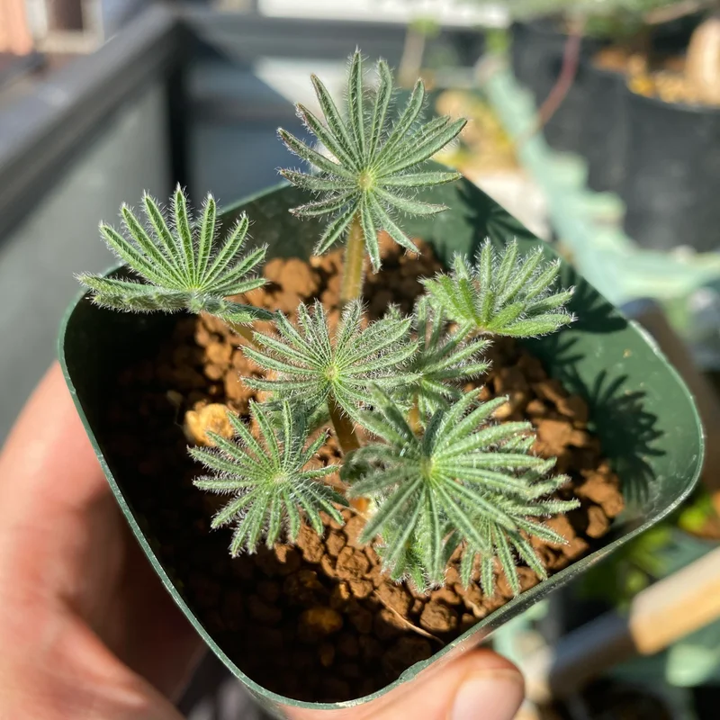 2 Oxalis Palmifrons Bulbs, Oxalis Bulbs, Succulent Bulbs, Cute Oxalis Plant Live Bulbs, Large Bulbs For Planting