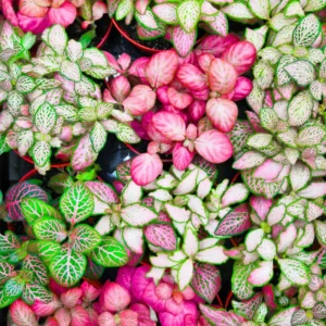 Set 4 Mixed Fittonia Live Plants Potted, Pink and White Fittonia Nerve Plants, 3 to 5 Inc Plant in 4 Inc Pot, Vibrant Houseplants Indoor
