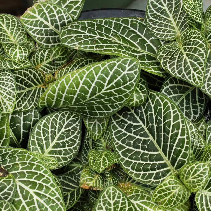 4 Mix Pink and White Fittonia Plants Live Nerve Plants, Set 4 Mixed Fittonia Plants Live, 3 to 5 Inc Plant in 4 Inc Pot, Vibrant Houseplants Terrariums Indoor
