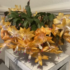 Cactus Christmas Tree, Christmas Cactus Plant Live, Christmas Cactus Plant Live 4 Inch Pot, Live Christmas Cactus Plant Indoor For Ornament