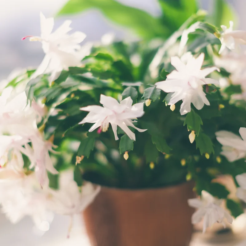 White Cactus Christmas Tree in pot