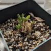 Bunny Succulent Live Plant, Monilaria Moniliforme Plant, Caudex Plant Live, Succulents Plant, Dormant Plant For Growing