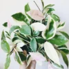 Hoya Tricolor Plant Live, Variegated Hoya Plant Live Houseplants, Hoya Live Plant Potted House Plant Live Indoor