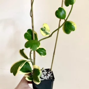 Hoya Kerrii, Hoya Heart Plant Live, Hoya Kerrii Plant Live In Pot, Hoya Kerrii Heart Plant 1 Leaves, Live Hoya Kerrii Vinning Houseplant