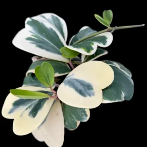 Hoya Kerrii, Hoya Heart Plant Live, Hoya Kerrii Plant Live In Pot, Hoya Kerrii Heart Plant 1 Leaves, Live Hoya Kerrii Vinning Houseplant