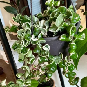 Hoya Carnosa Plant Live, Hindu Rope Plant Live Plant, Hoya Carnosa Plant Live Houseplants Potted
